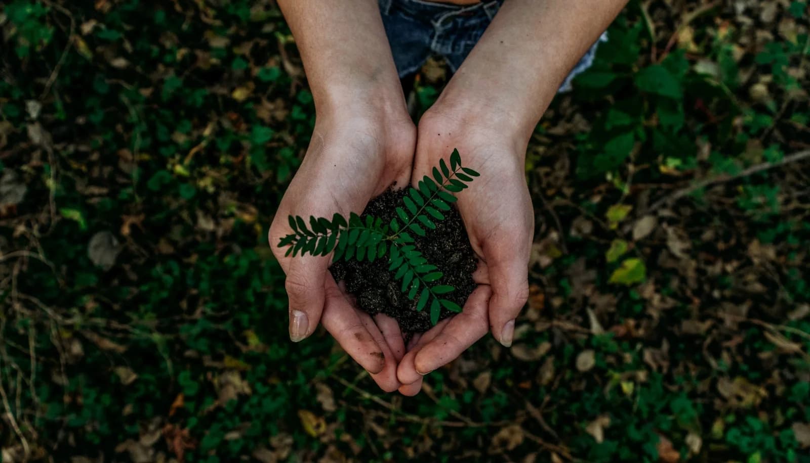 Wood Pallet Disposal: Why Recycling is Essential for Reducing Emissions